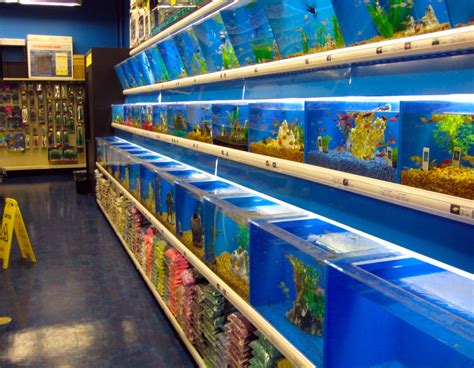 fish shop online.